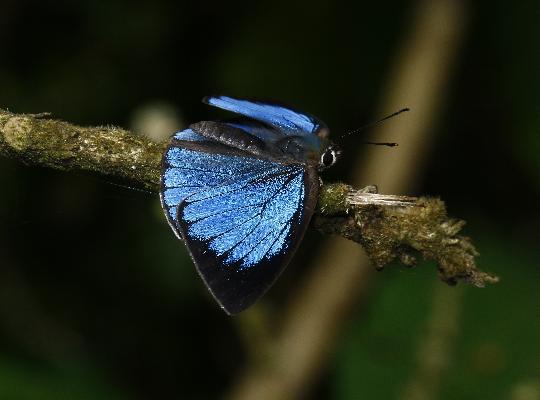 Stempfferia cercenoides male UPS